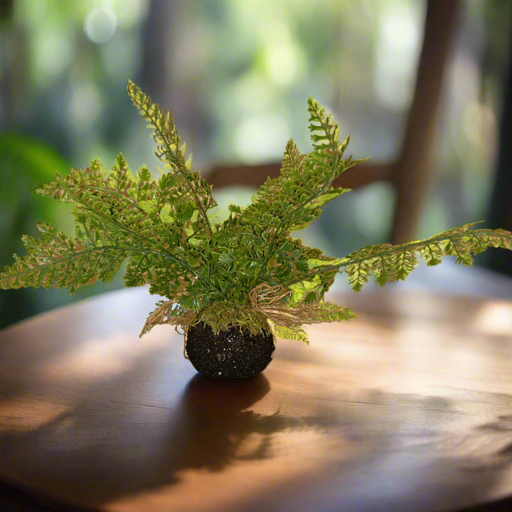 Small Maidenhair Fern Moss Ball